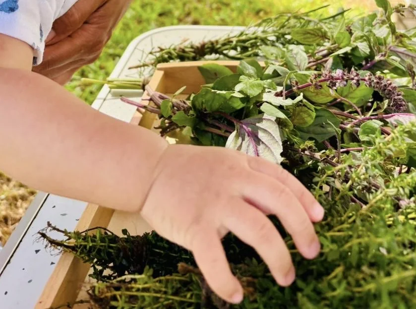 Un adulte accompagne un enfant qui découvre les plantes du jardin
